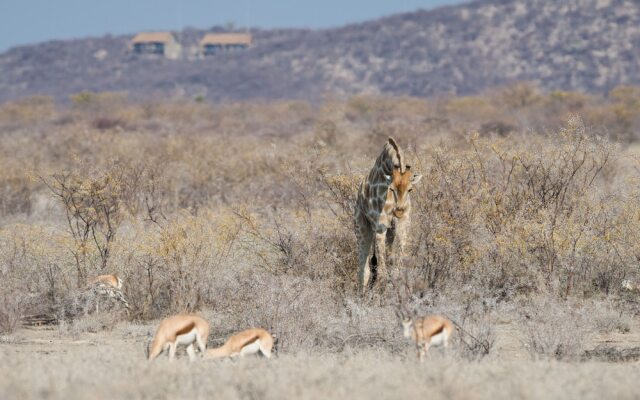 Safarihoek Lodge