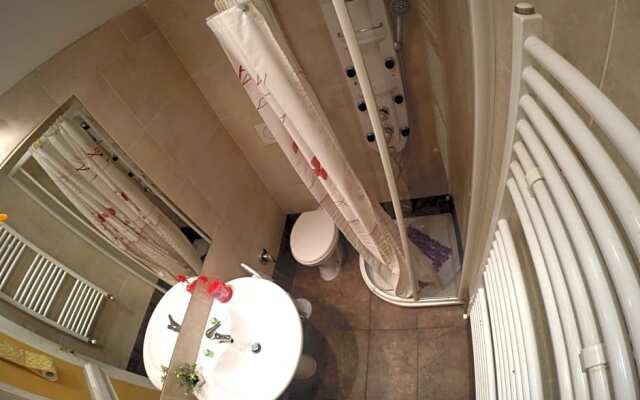 Daffodil in Roma San Pietro