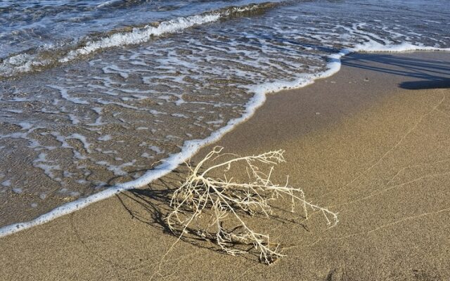 la corte degli ulivi