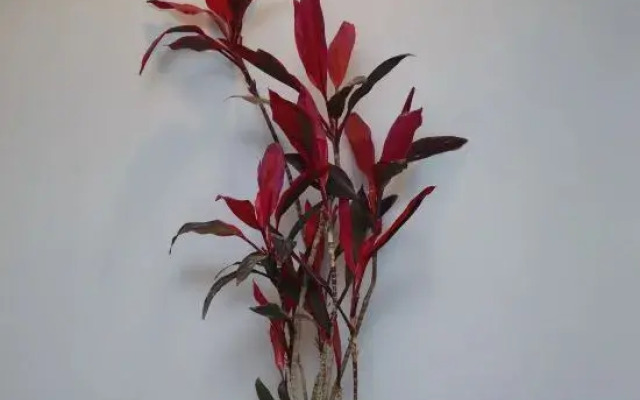 Xiangfeng Xiaoshe