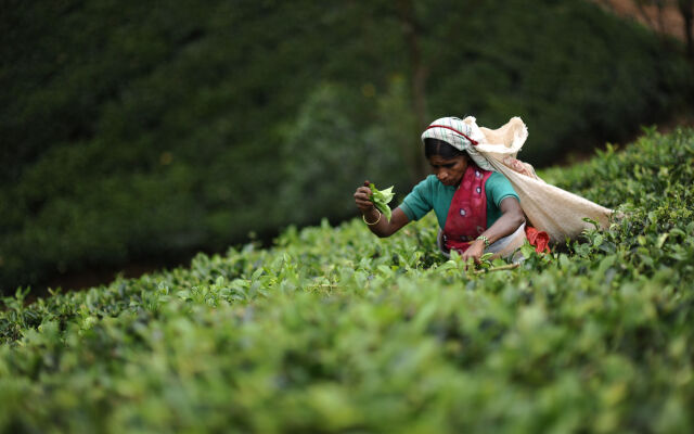 Ceylon Tea Trails