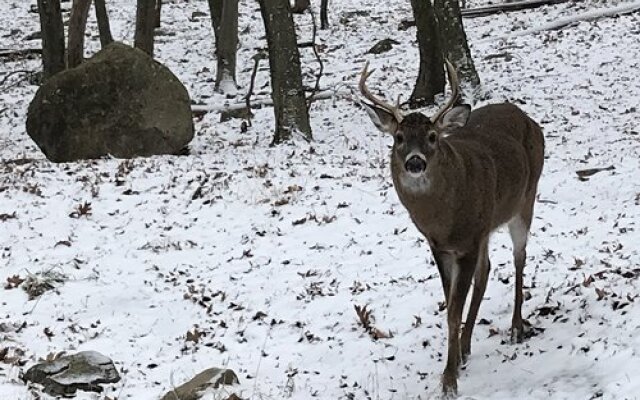 Westwood Villas, Lake Harmony, USA