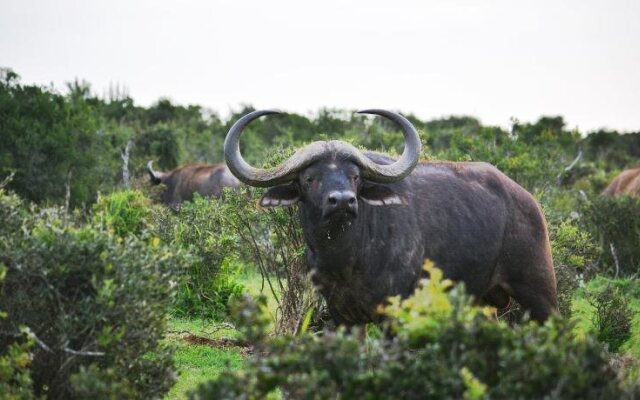 Elephants Lodge - Bellevue Forest Reserve