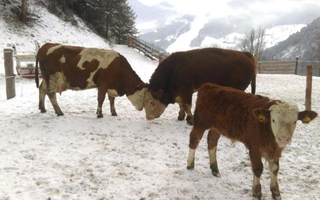 Saumerhof - Fam. Trinker Marion Und Wolfgang