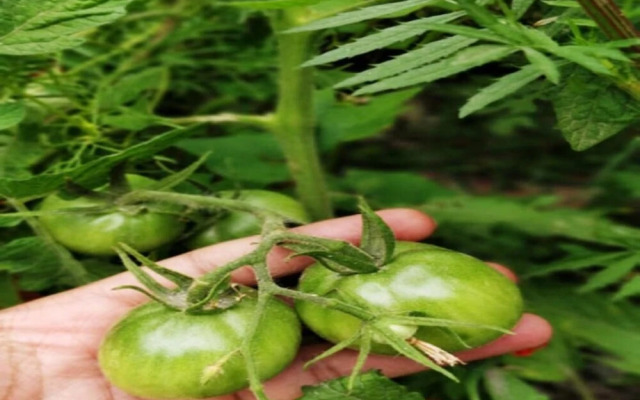 TIH Buckwheat Root Camp - Turtuk