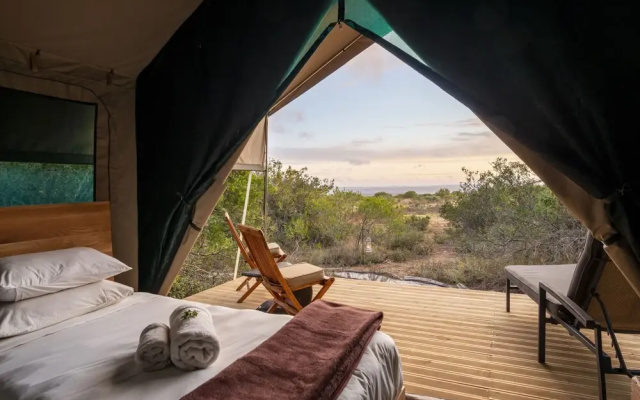 Shamwari Explorer Camp - фото 3
