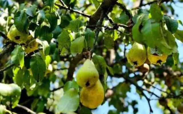 Rossi Rest House By The River