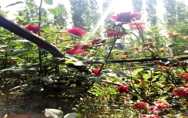 A O Guest House & Home Stay