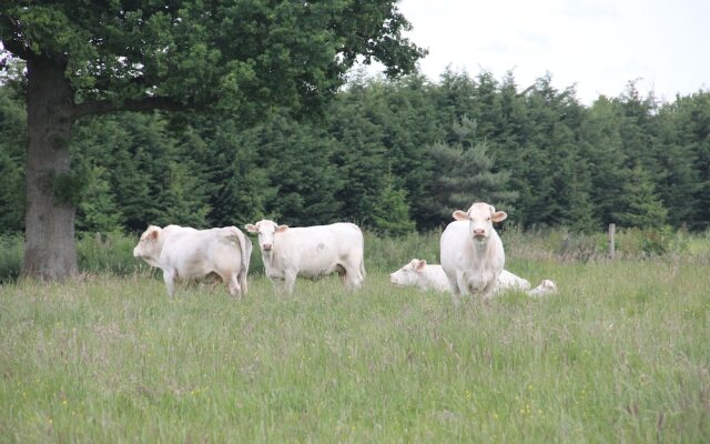 Sarl Logis du Grand Pin