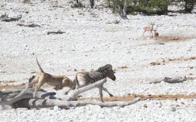 Okutala Etosha Lodge