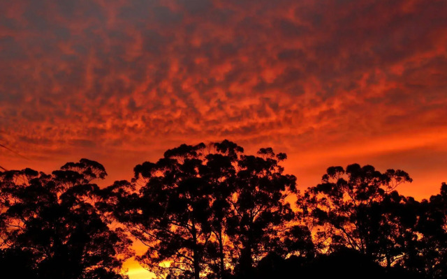 Diamond Forest Farm Stay