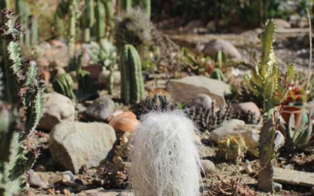 Los Cactus De Islon