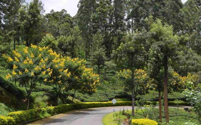 Overlooking The City Of Nuwara Eliya and The Single Tree Mountain