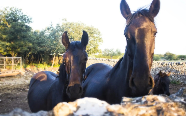 Trulli sul vignale in Masseria Santalachicca