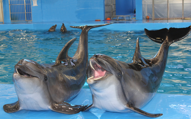 Океан (Владивосток)