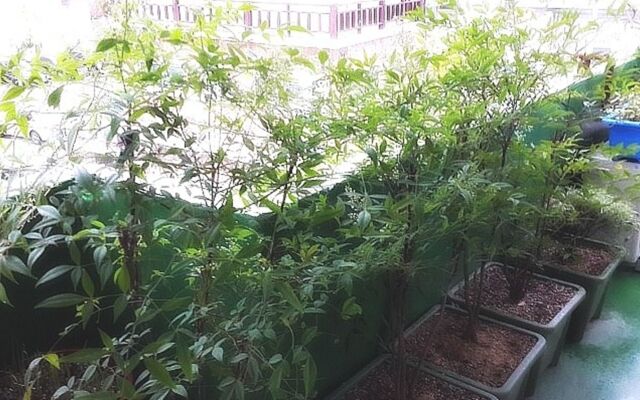 Dana Haru Guesthouse