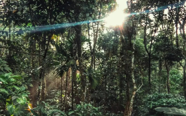 Periyar Green Bed & Breakfast