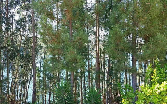 Quinta da Martinela Ferreira Do Zêzere