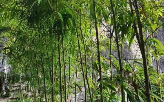 Forget · Light luxury Design B&B (Yangshuo West Street Store)