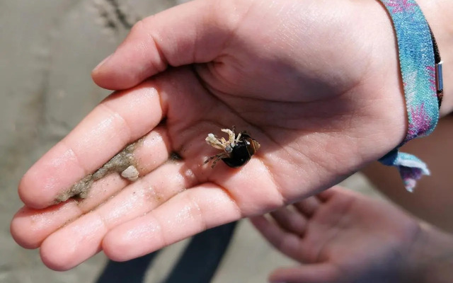 Haus Inselrose Juist