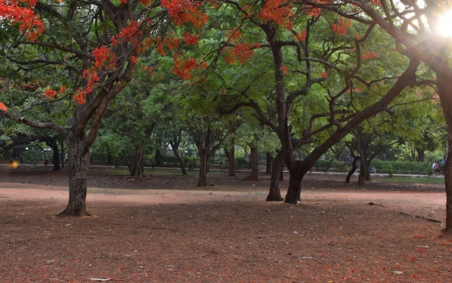 Capital O 11927 Varcity Imperium