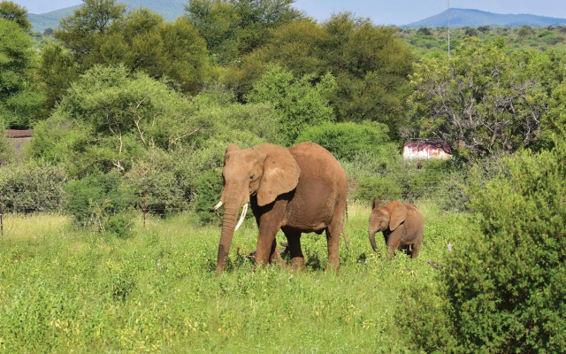 Madikwe River Lodge