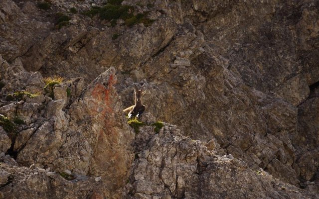 Arlberg, Appart