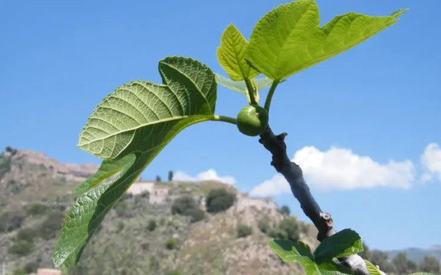 Il Principe Bed & Breakfast