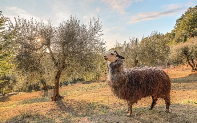 Farmhouse in Tuscany With Pool & Near Pisa