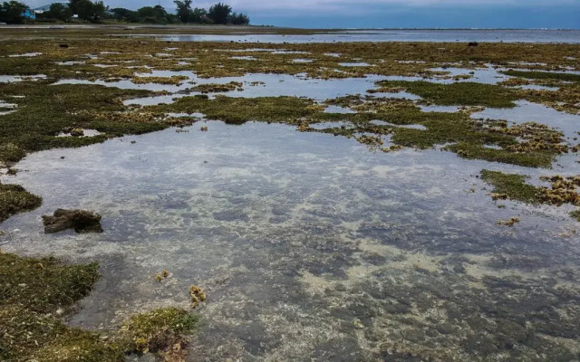 The Reef 077