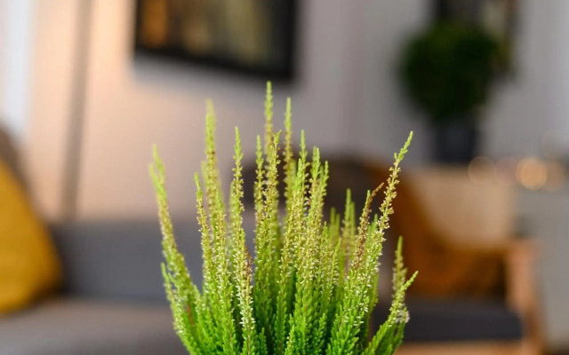 North Artistique - Aviatiei