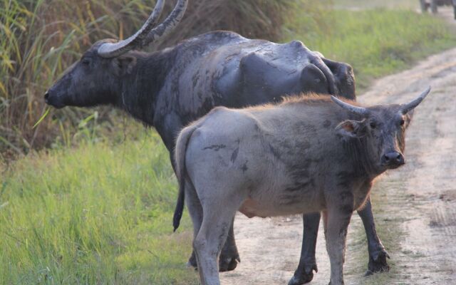 ROYALE de' CASA RESORT KAZIRANGA