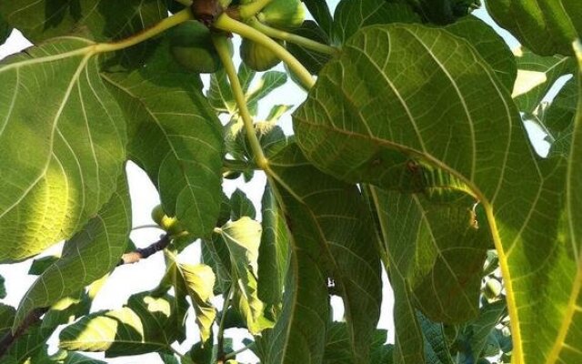 Tenuta Annibale