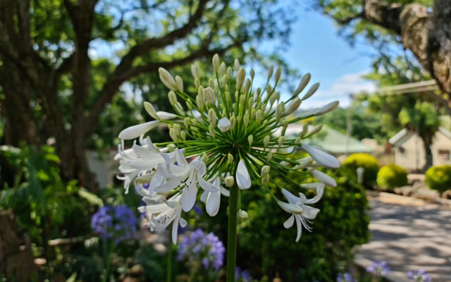 Peaches & Cream Bed & Breakfast