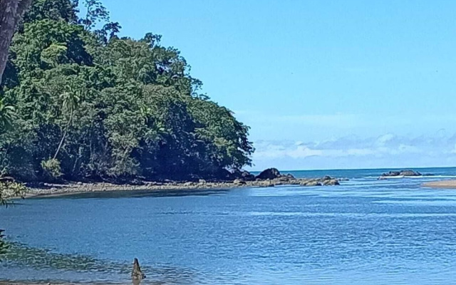 Ceiba Ganadito