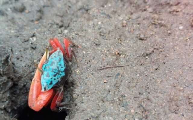 The Tropical Hut Lodges