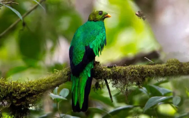 Tandayapa Bird Lodge