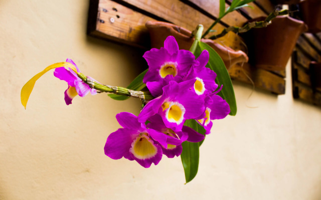 Pousada Recanto dos Tangaras