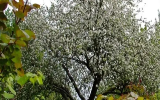Le Grand Jardin