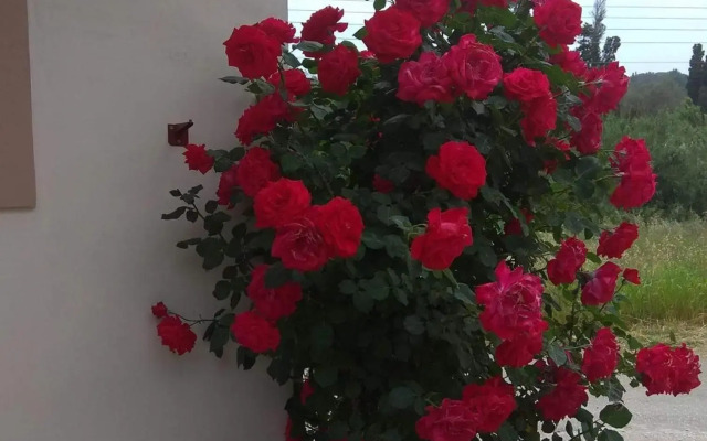Romeo & Juliet