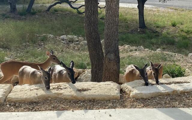 Altitude Adjustment CL 3115