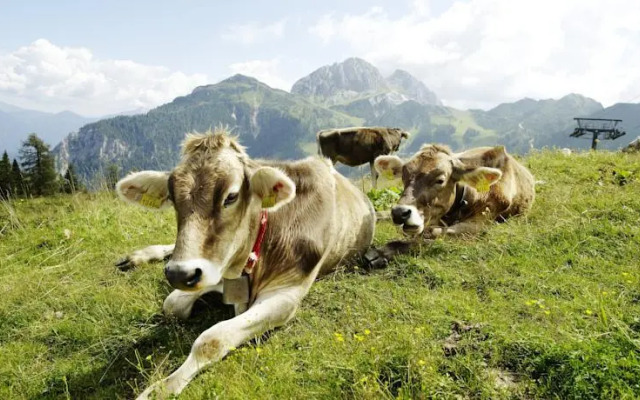 Cosy Flat in the Alps