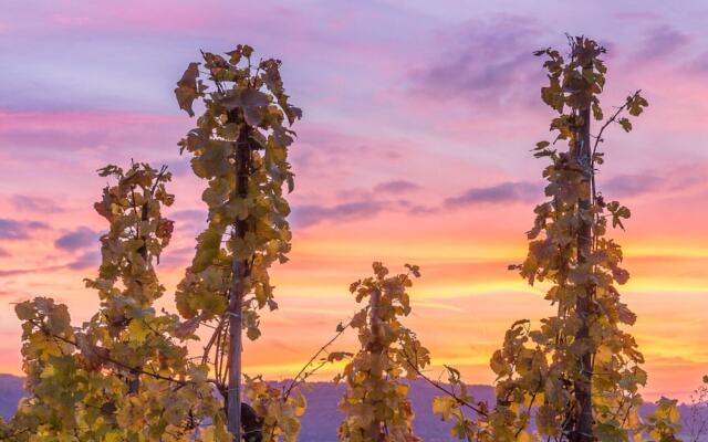 Anton Zimmermann Winery