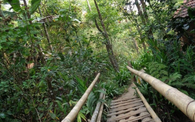 Rainforest Retreat