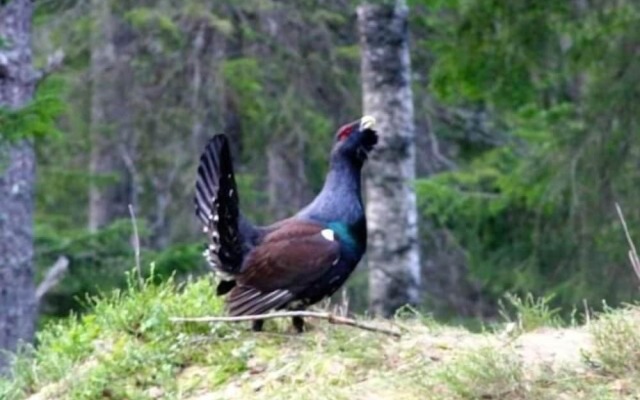 Finnskogen Turistsenter