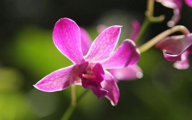 The Fiji Orchid