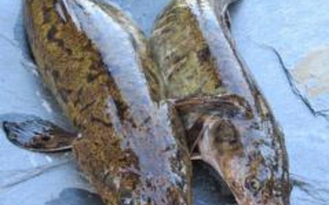 Holiday Home Rukaniemen kontio