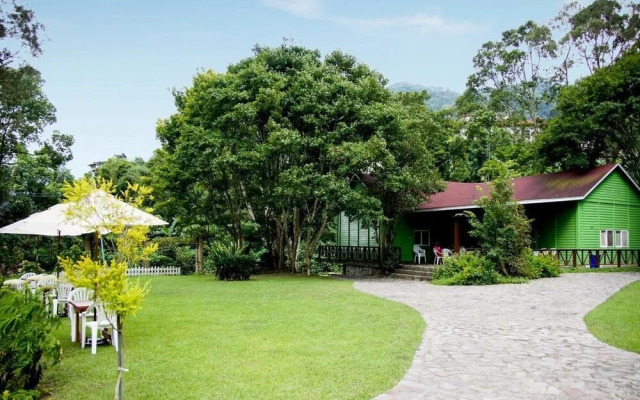 Hemerocallis Country House