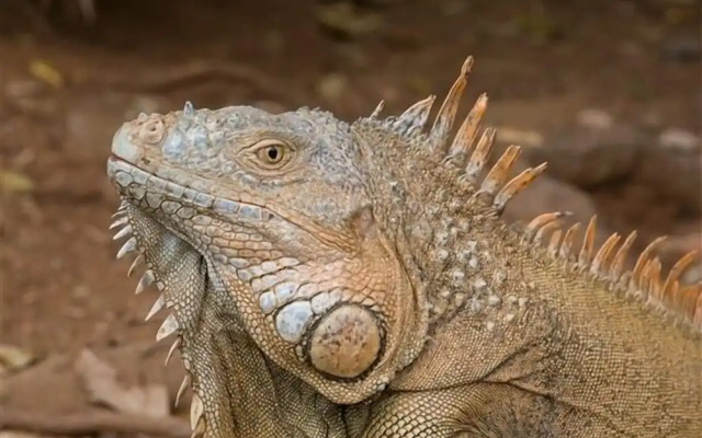 Sunset Villas 12D 2 Bedroom Condo By Redawning