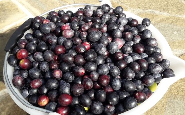 Family Apartment Kocevar